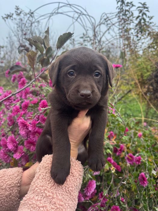 Продам цуценят лабрадора