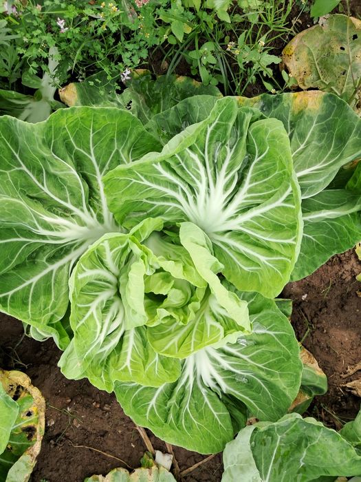 Pencas e Couve galega do Toninho da horta