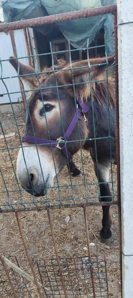 Burro mirandês vendo ou troco