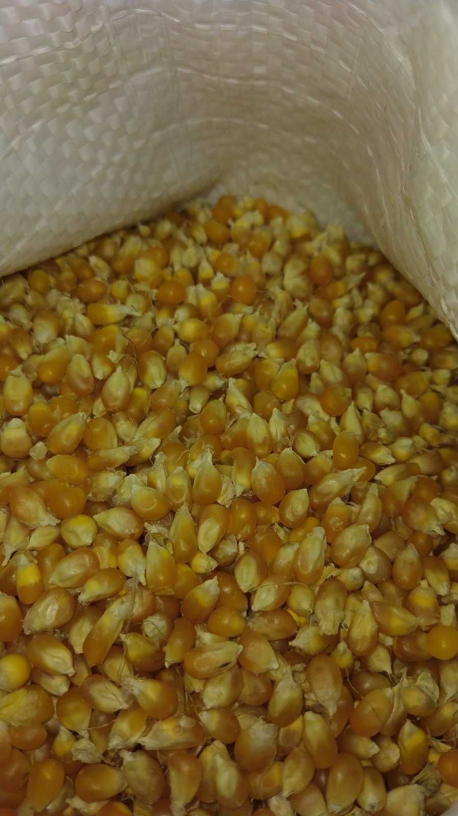 Кукурудза попкорн зерно без хімії