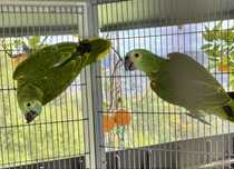 VENDO CASAL AMAZONAS AESTIVAS