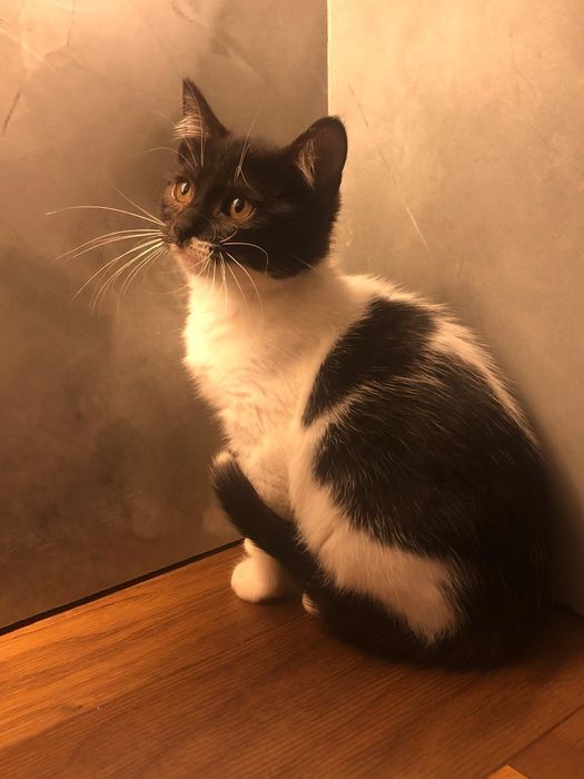 Gatinha 2meses muito meiga