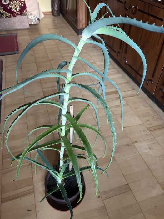 Алое древовидное вера агава