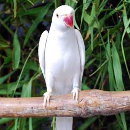 Diamantes gold, tricolores