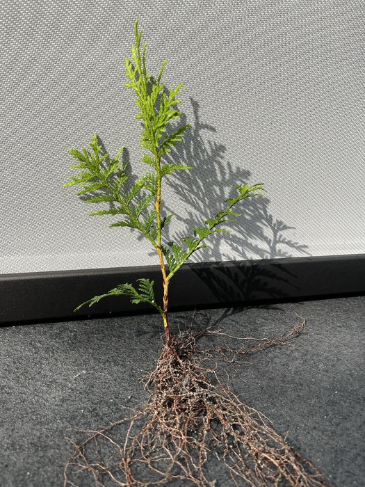 Tuja Szmaragd, Brabant sadzonki, PASZPORTY!