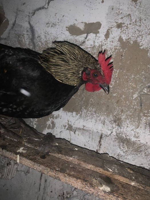 Півні різних порід