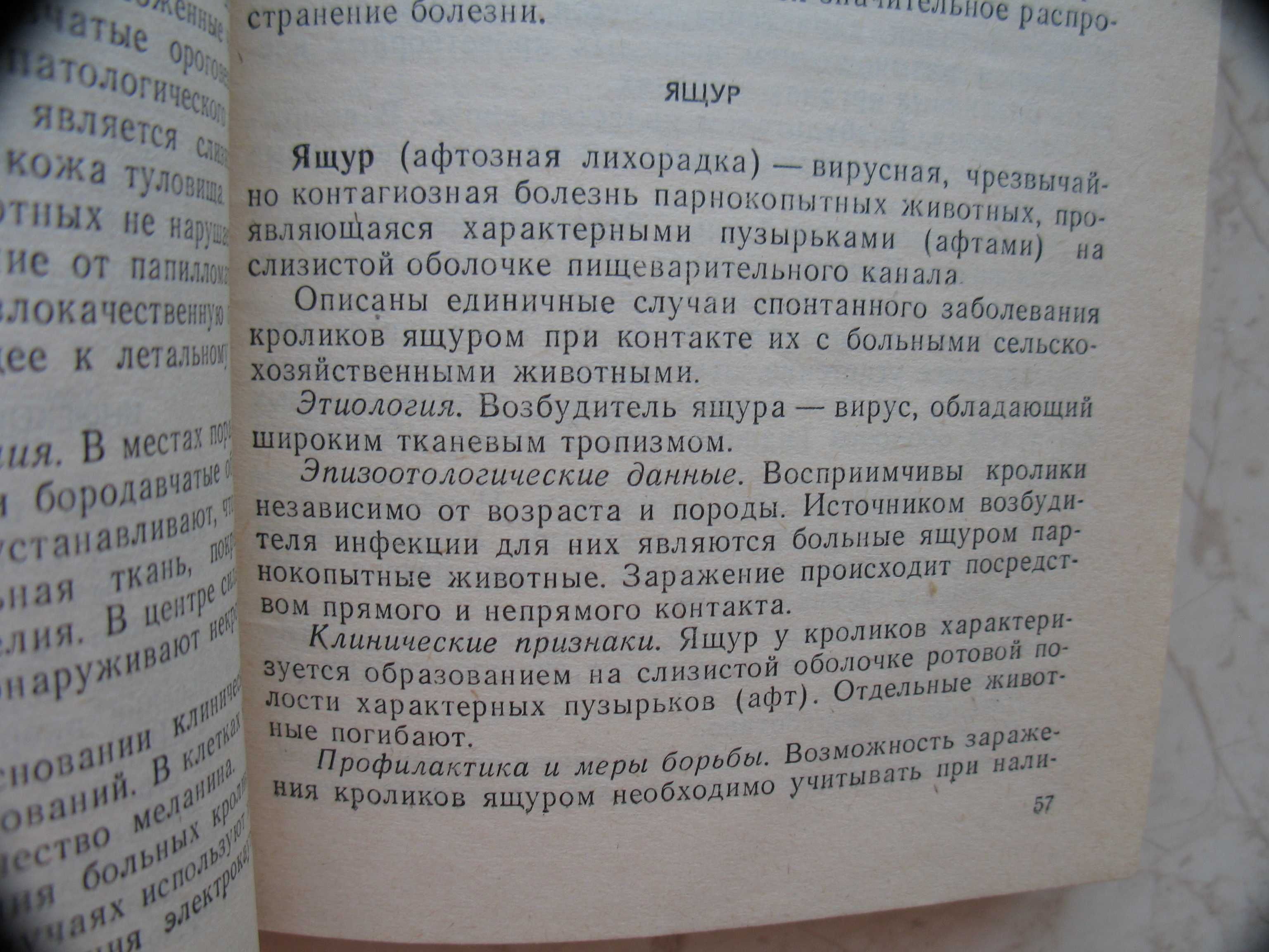 "Болезни кроликов" А.Евтушенко, 1992 год