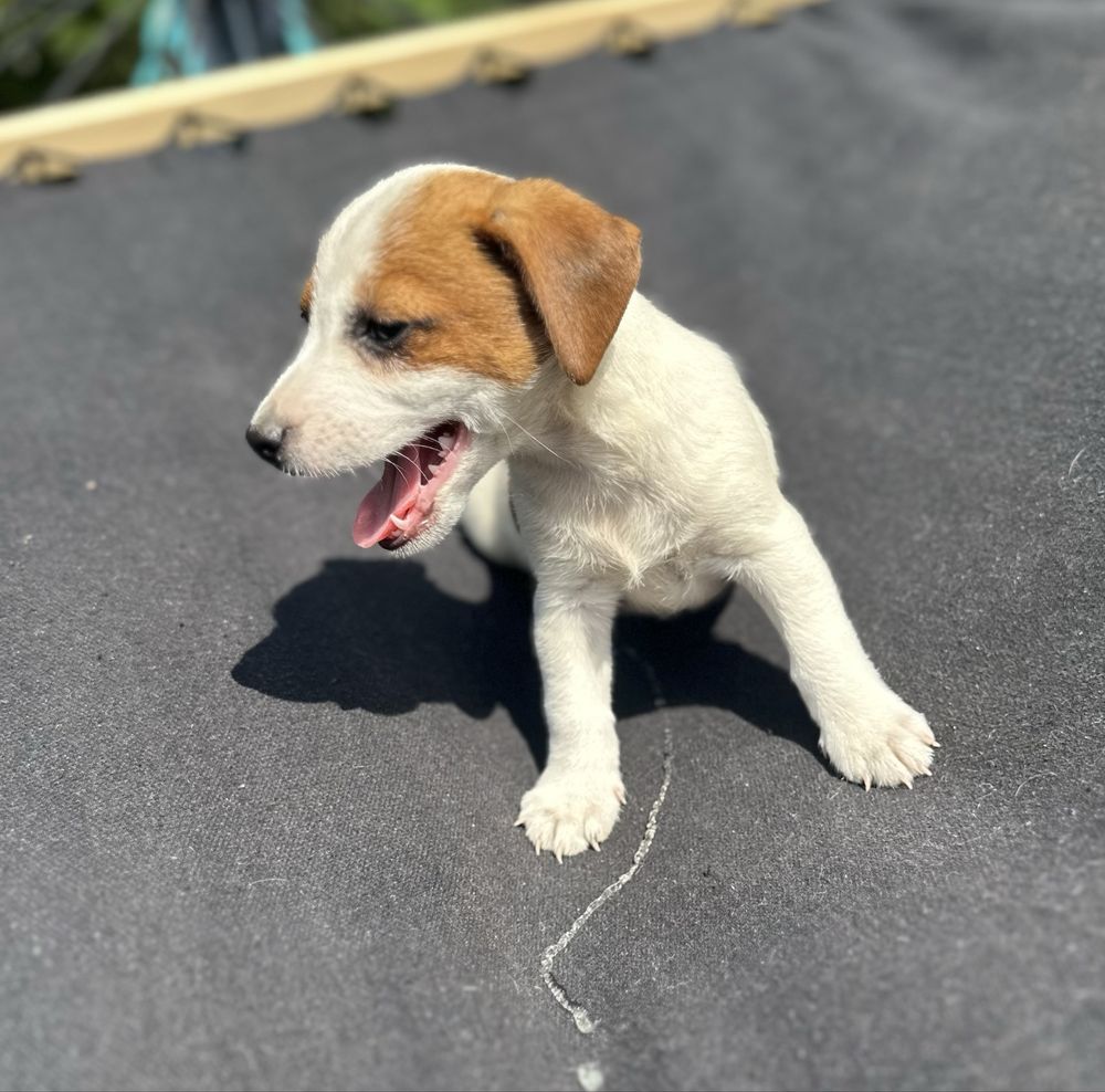Piesek Jack Russel Terrier z Rodowodem Rezerwacja gotowy do odbioru