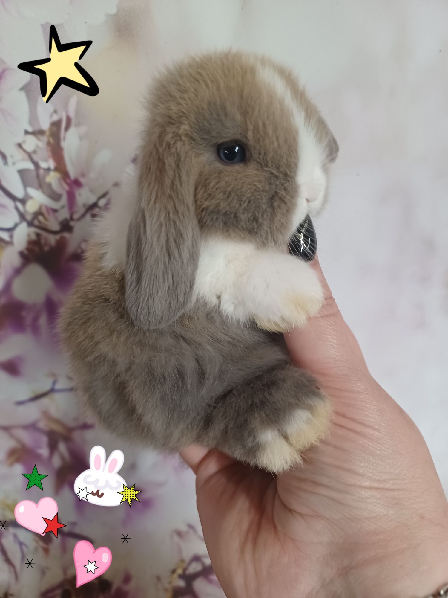 Mini lop miniaturka hodowla zarejestrowana