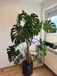 KWIATY POKOJOWE OLBRZYMY ! monstera, figowiec, bananowiec