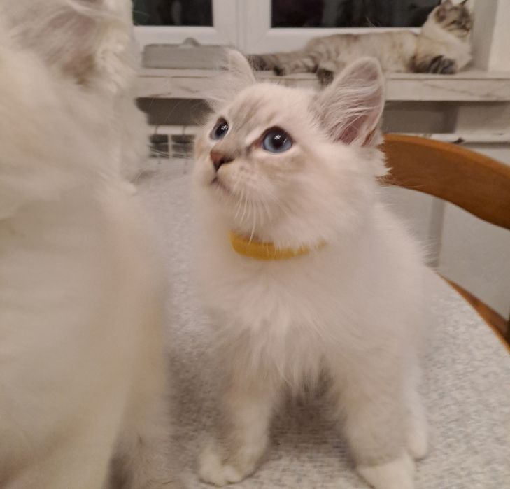 Uroczy kocurek Neva Masquerade