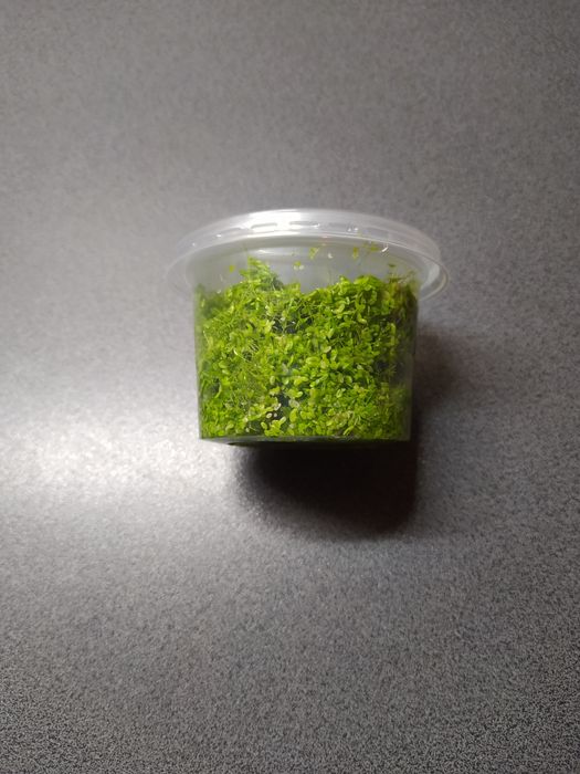 Rzęsa wodna drobna, pokarm dla żółwia