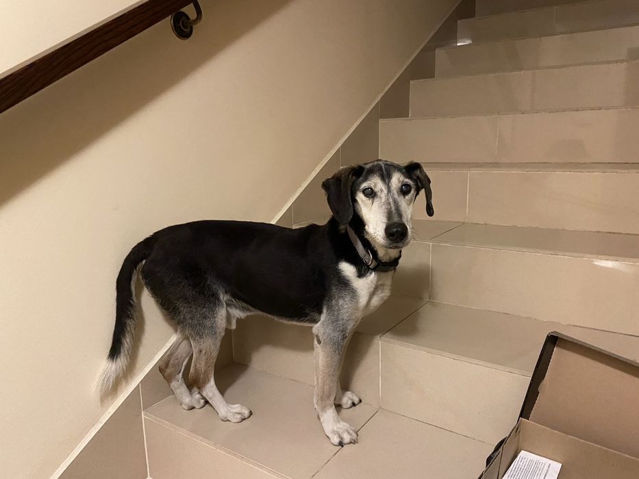 Zaginał pies - Myślenice - Nagroda