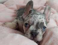 *Buldog francuski lilac merle tan suczka unikatowa maleńka
