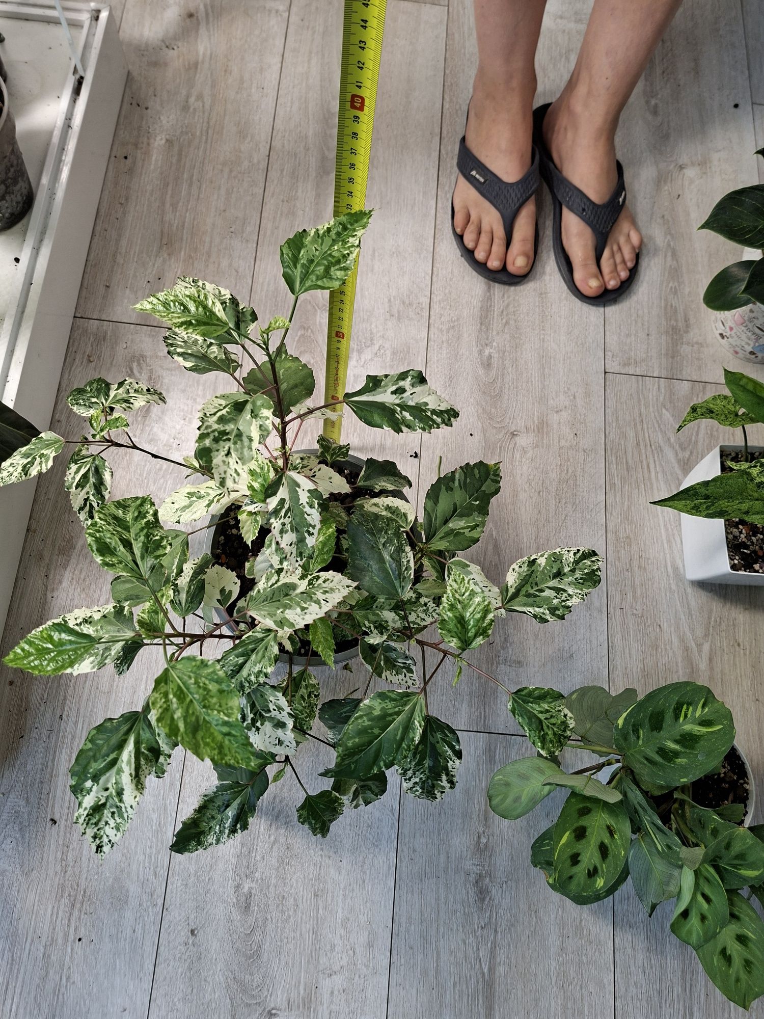 Hibiscus Rosa Sinensis Veriegata