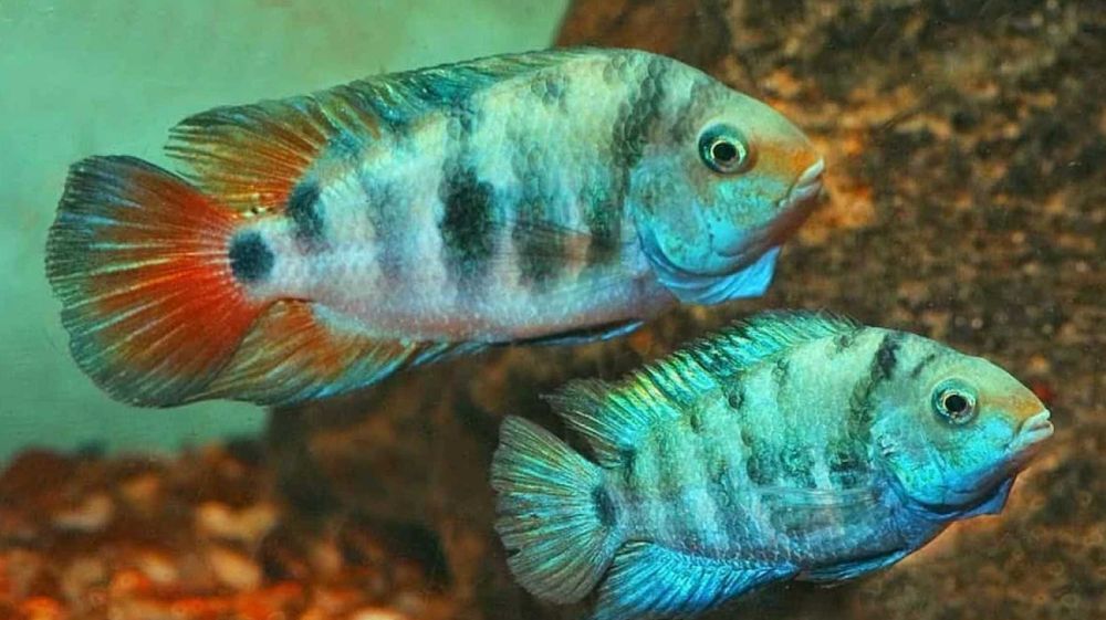 Pielęgnica HONDURAN RED POINT - Amatitlania siquia - dowóz, wysyłka