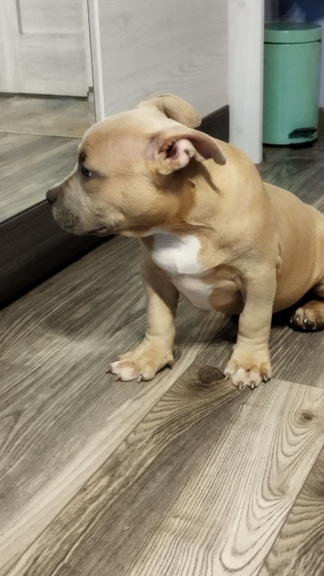 American Bully Standard