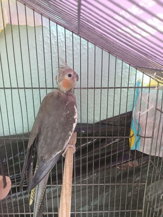 Casal de caturras reprodutores