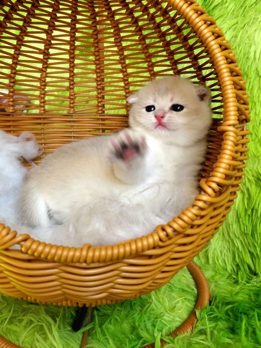 Милые ручные малыши. Котята золотая шиншилла.