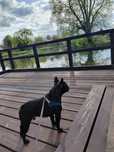 Opieka nad zwierzętami, petsitter/ Domowy hotel dla zwierząt