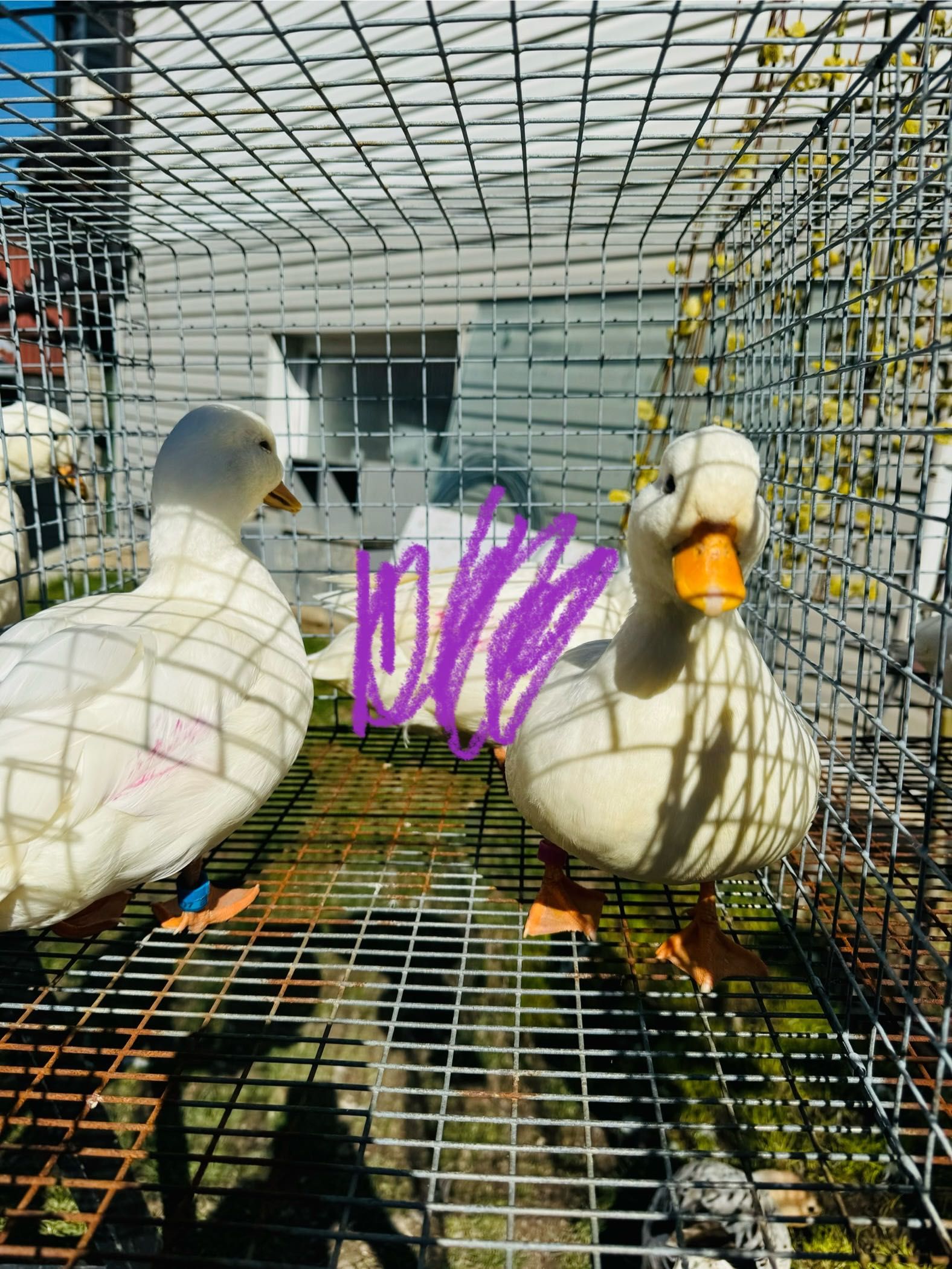 Call duck śnieżno białe para
