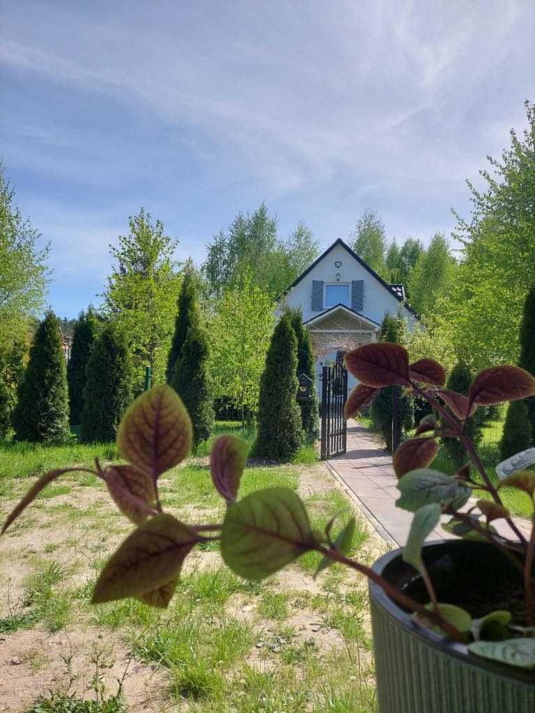 Domki na wynajem, noclegi, Pod Roztoczańskim Niebem ,Roztocze