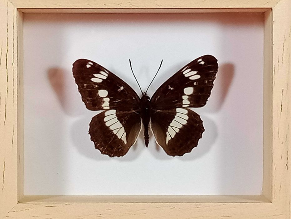 Motyl w ramce 10x8 cm Pokłonnik kamilla - Limenitis camilla