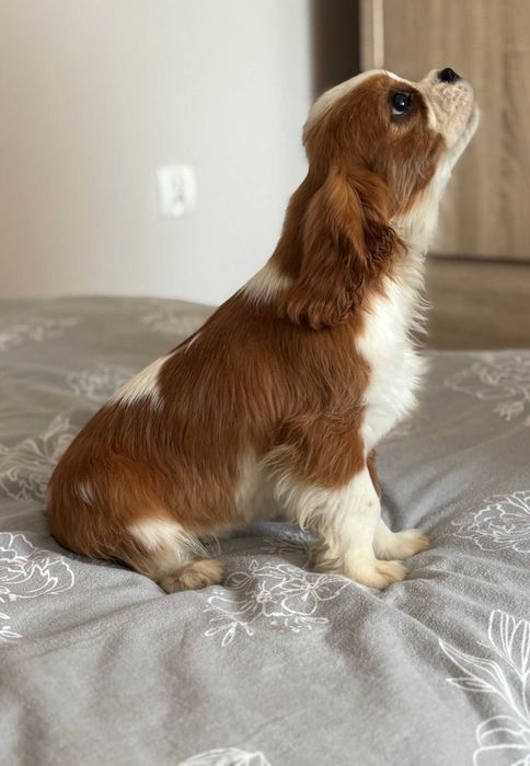 Cavalier suczka rodowód ZKwP FCI