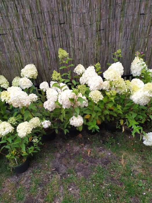 Sprzedam sadzonki hortensji bukietowej