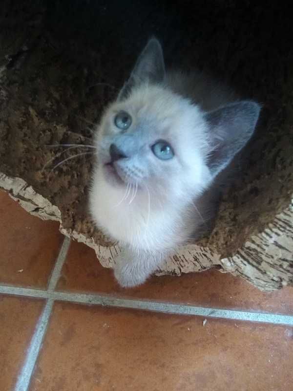 Lindo gatinho especial para amor e alegria em casa