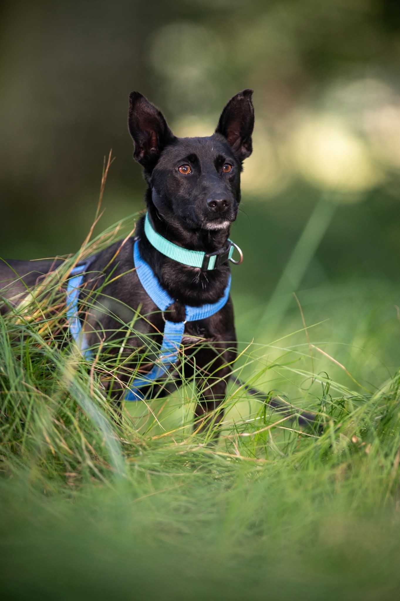 Koko - śliczny piesek szuka domu ADOPCJA