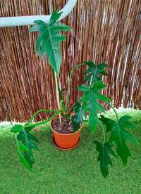 Philodendron radiatum filodendron ukorzeniony