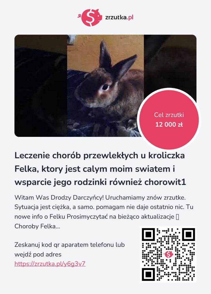 O czym myśli królik Felek?Na faktach Wyprzdaz CHARYTATYWNA