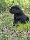 Czarny Cane Corso szczeniak Rodowód mocni rodzice szczeniaczek