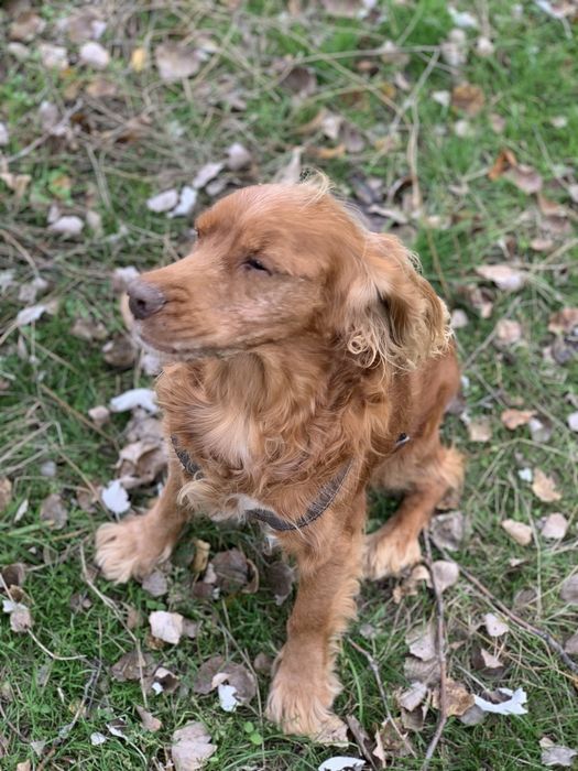 Передержка животных