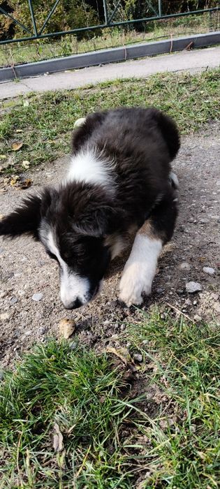 Border Collie ur.09. 06. 2025