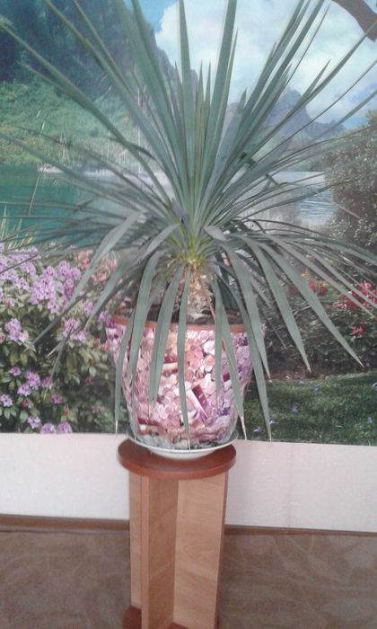 Красивая Пальма Юкка