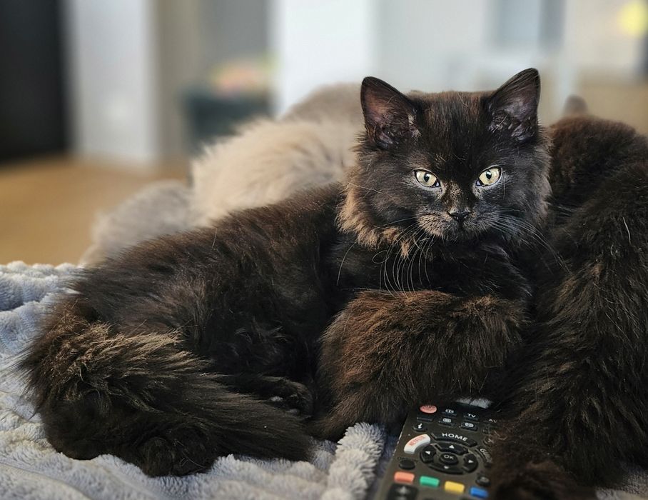 Boguś - kot brytyjski dlugowlosy - kocurek