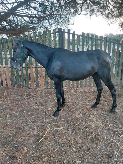 Poldro cruzado 20 meses
