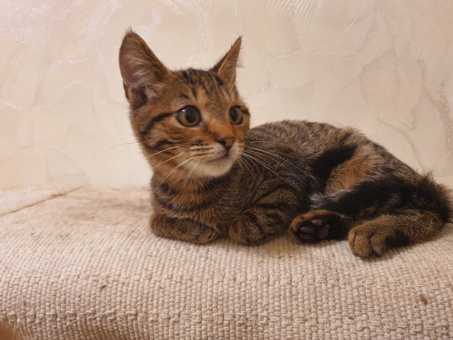 Отдам котёнка 5-6 месяцев