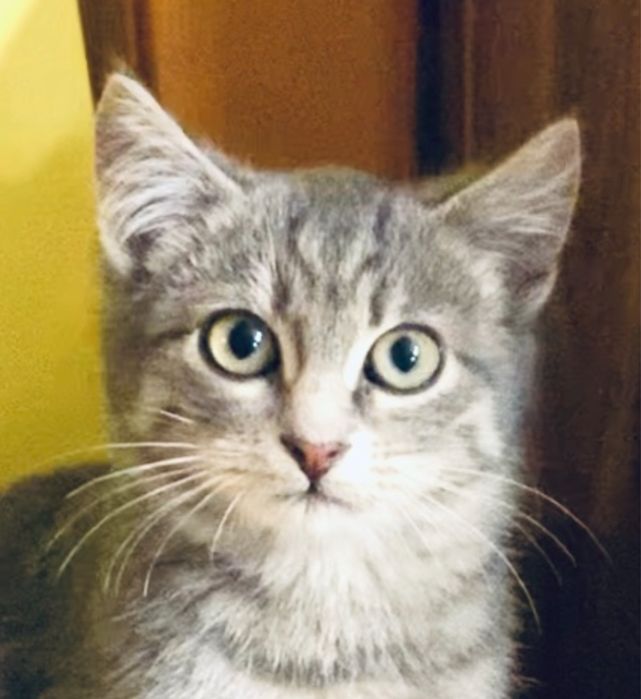 Кошечка голубая 3.5мес табби котенок котята тигрова кішечка кошеня