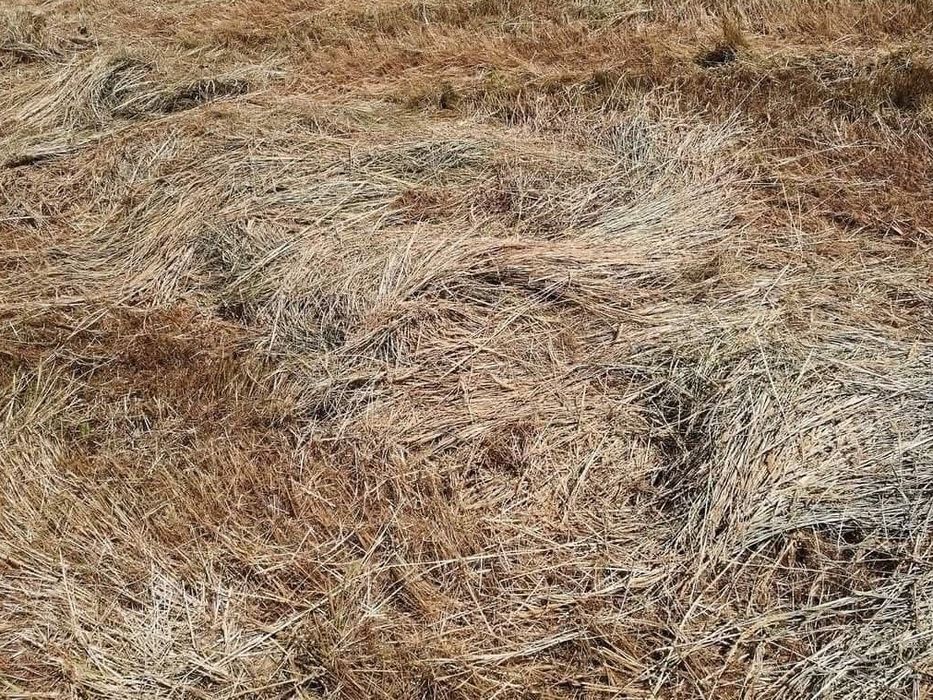 Bolas de palha azevem