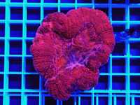 Lobophyllia corymbosa red WYSYŁKA, akwarium morskie, koralowce