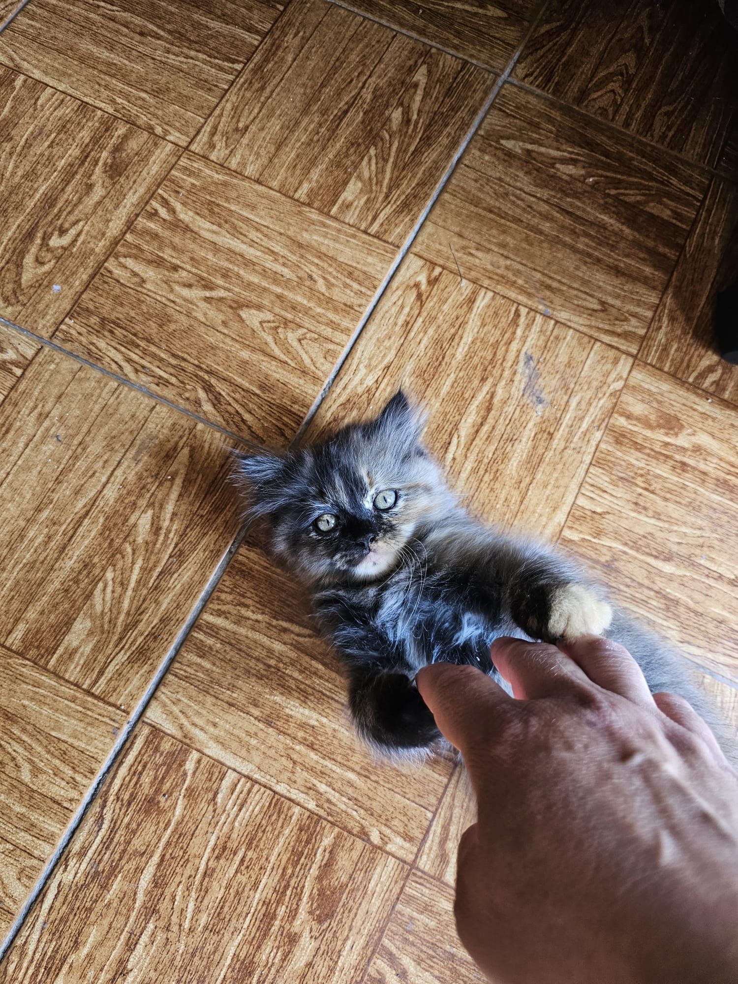 Gatinha persa meiguinha