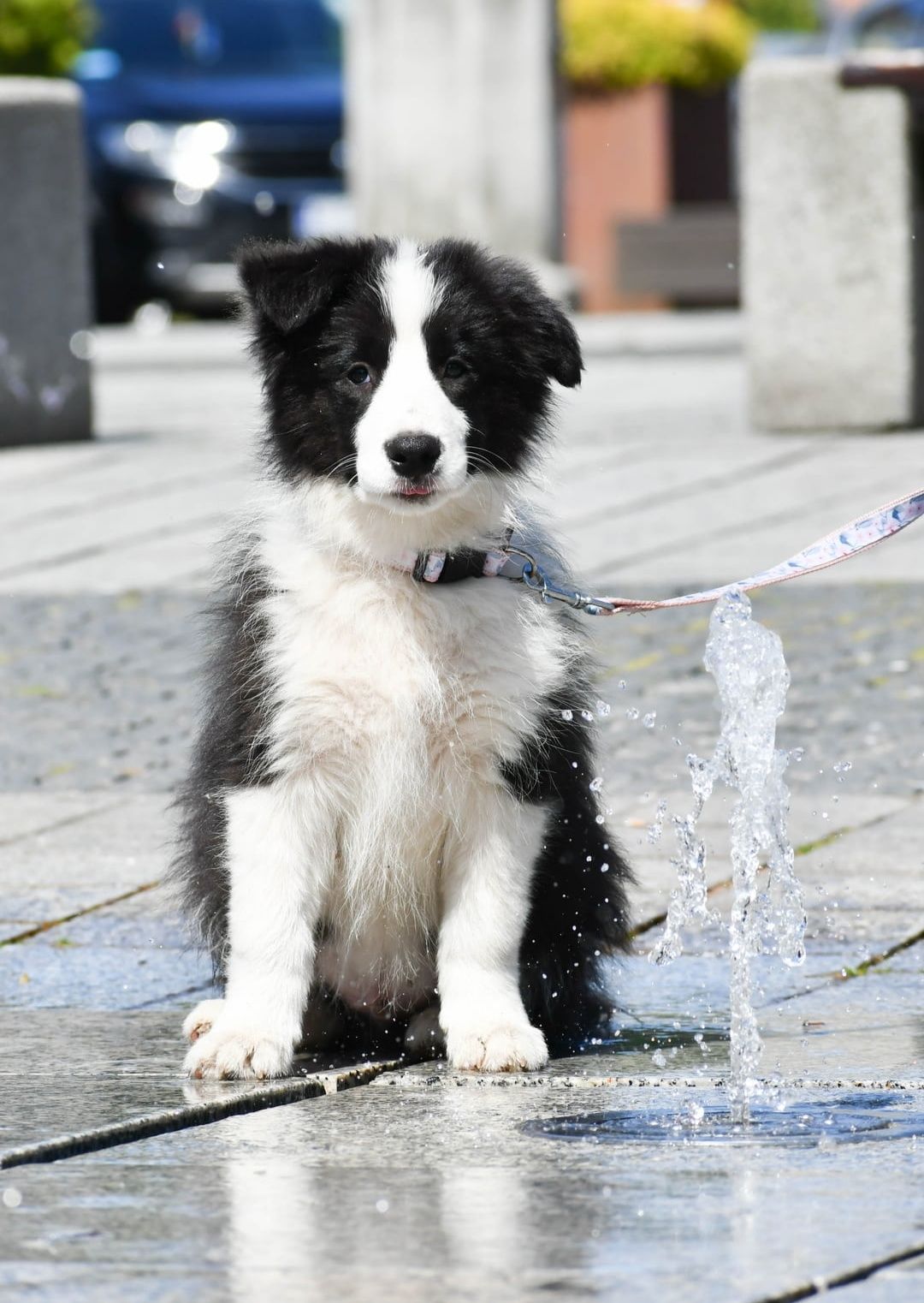 Cudowny piesek Border Collie ZKwP FCI