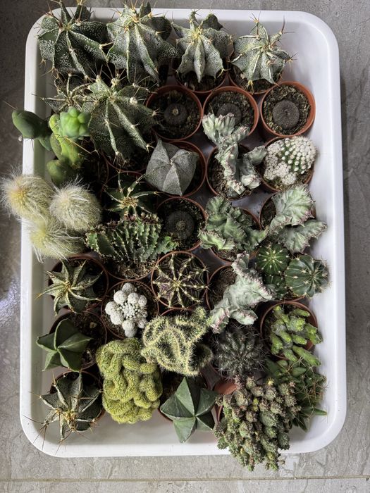 Сукуленти Суккуленты кактус эхеверия красула седум литопс кактус