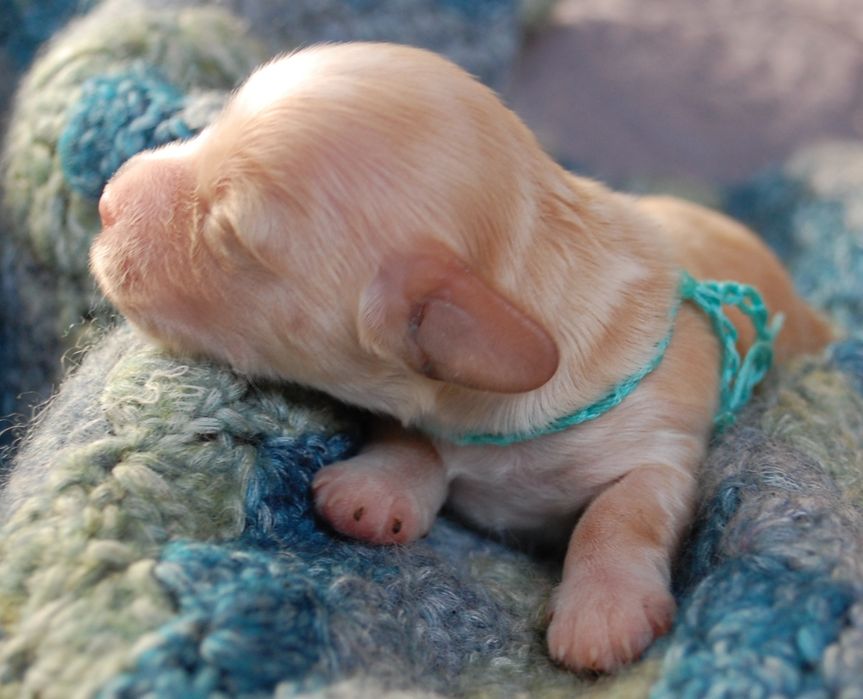 Hawańczyk ZKwP/ FCI