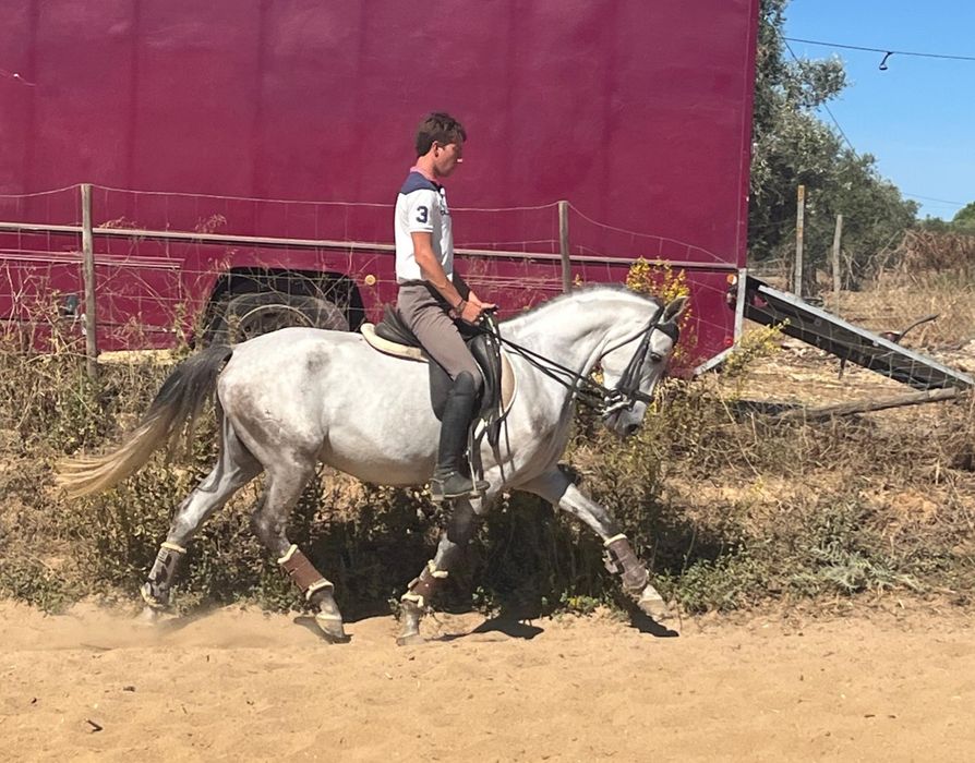 Poldro lusitano de 4 anos