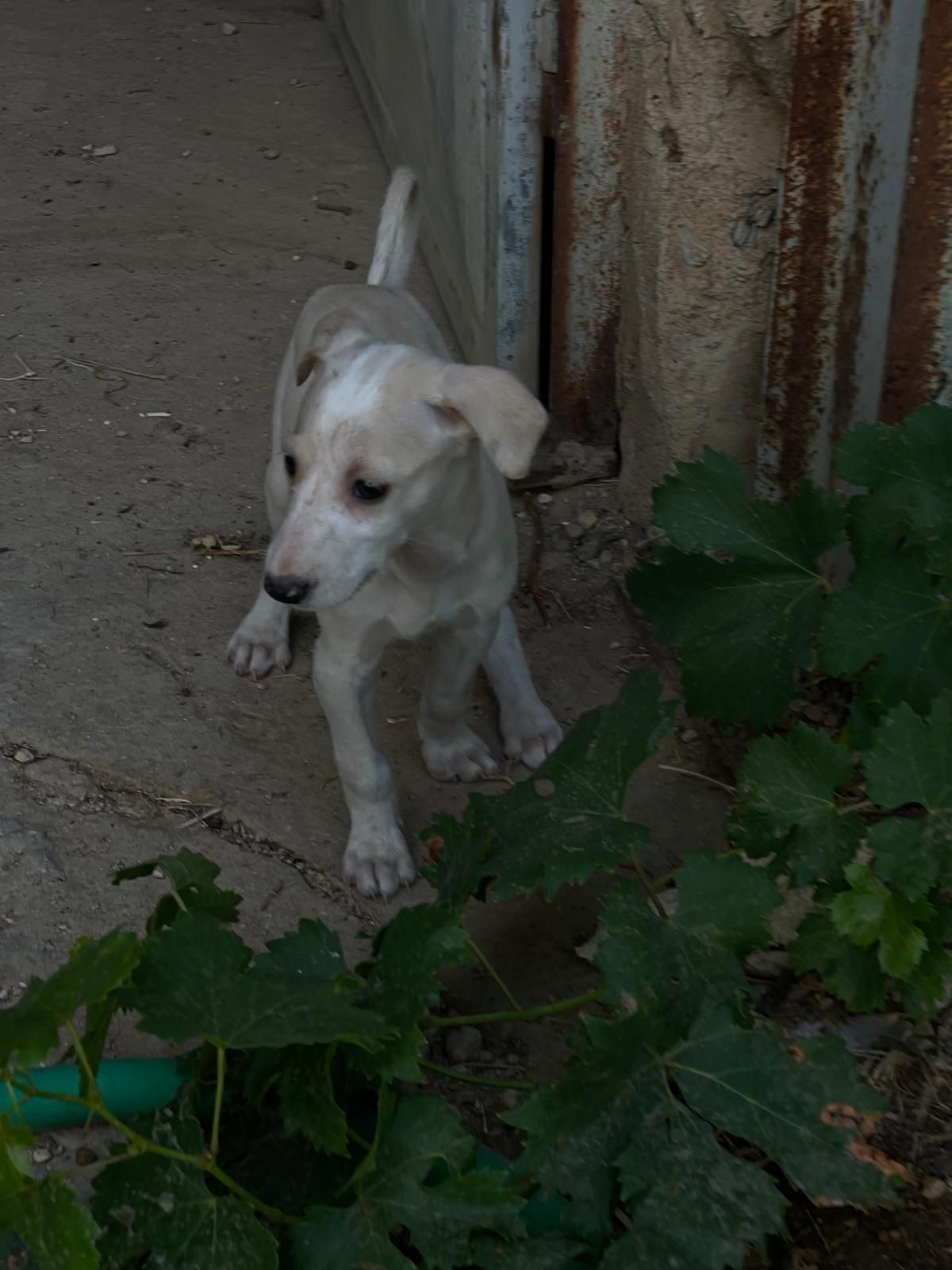 Cães Galgos espanhol