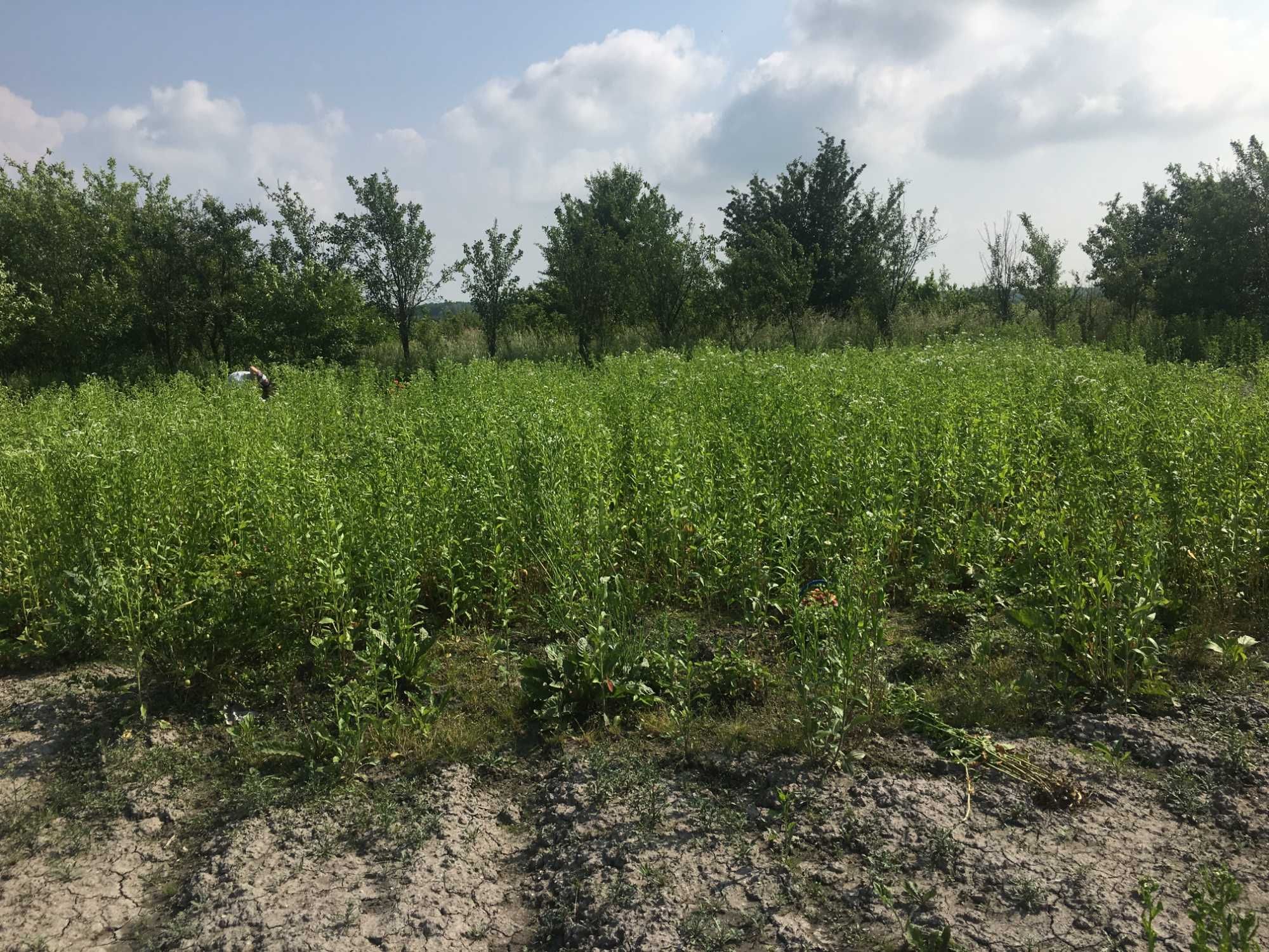 Земельна ділянка  під садівництво